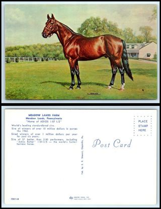 Pennsylvania Postcard - Meadow Lands Farm,  Home Of " Adios " Horse O6