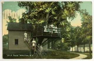 1912 Ny Postcard Walton York Up A Tree Tree House Children Delaware County