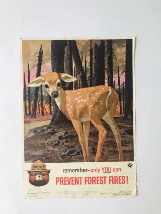 Smokey The Bear Crying Deer Poster
