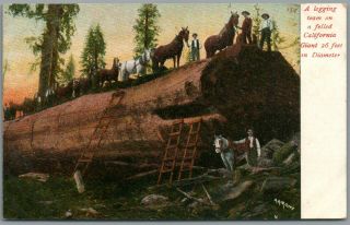 Logging Team On A Felled California Giant Tree - A.  R.  Moore Postcard