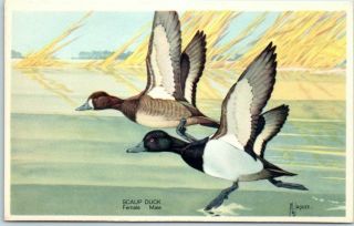 1939 National Wildlife Federation Bird Postcard Scaup Duck Artist - Signed Jaques