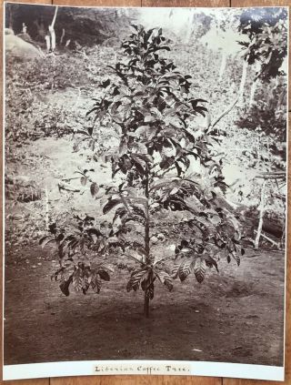 Scowen: Liberian Coffee Tree Ceylon Rare Large Vintage C.  1870s Albumen Photo