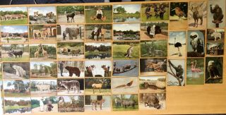 51 Vintage Official Postcards All Bronx Zoo,  Ny York Zoological Park C1930