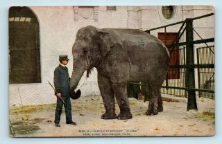 York City,  Ny - Early 1900s Zoo Postcard - Indian Elephant Gunda - M7