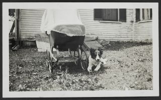 Border Collie & Baby Stroller Vtg Early 1900s B&w Candid Photo Snapshot Dog Old