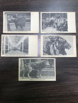 Set Of 5 Toledo Ohio Zoological Park Zoo Vintage Postcards Animals Wolf Tiger