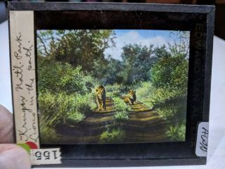 Colored Glass Magic Lantern Slide Awn Kruger National Park Lions Path So.  Africa