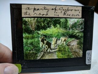 Historic Colored Glass Magic Lantern Slide Eba Lion Cubs On A Road In Africa