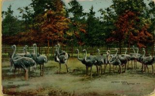 1908 Ostrich Farm In Hot Springs Arkansas Ar Postcard A22