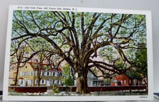 Jersey Nj Oak Tree Salem Postcard Old Vintage Card View Standard Souvenir Pc