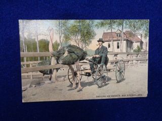 Vintage Postcard Of Hot Springs Arkansas Driving An Ostrich