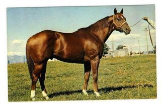 Triple Lu Postcard Race Horse Sire Advertising Postcard 1970 