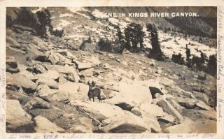 Scene With Deer In Kings River Canyon California 1916 Pstmk Real Photo Postcard