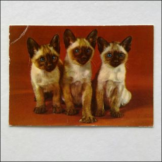 Holland Cats 1978 Postcard (p399)
