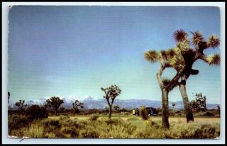 California Postcard - Joshua Trees Mojave Desert,  Union Oil Co.  (pc18)