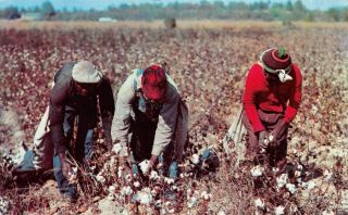 Q22 - 8157,  Cotton Picking In Alabama,  Postcard.
