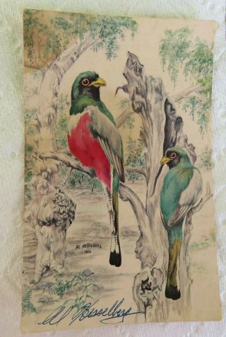 Vintage Painted Trogan Birds Postcard Signed By Artist Al Helleberg -