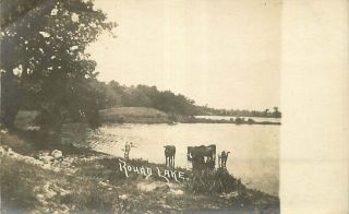 Real Photo Postcard Cows At Round Lake,  Michigan - Circa 1908