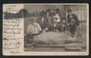 Postcard St Petersburg Florida/fl Giant Jew Fish Trophy Catch 1906