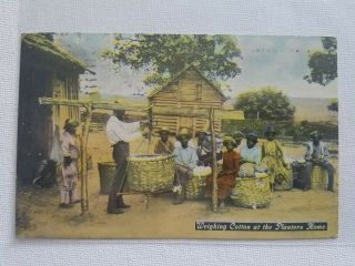 Vintage Black Americana Postcard Weighing Cotton At The Planter 