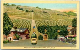 Santa Rosa,  California Wine Postcard Fountaingrove Vineyard Curteich Linen 1940s