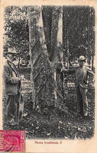 Singapore - Rubber Tree Hevea Brasiliensis Ii - Relief Printing - Publ.  Lambert.