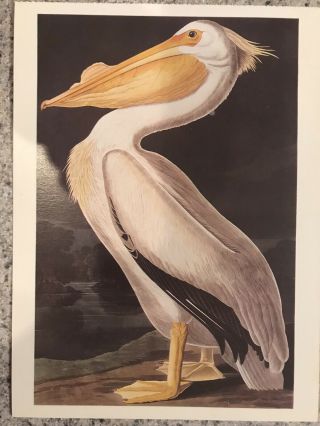 Postcard John J.  Audubon - White Pelican - The Birds Of America,  Plate 311