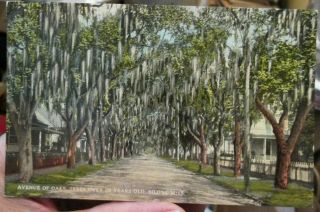 C1907 Avenue Of Oaks - Trees Over 100 Years Old - Biloxi Mississippi Ms Postcard