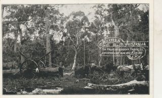 Vintage Postcard The Value Of Jarrah Timber Western Australia 1900s