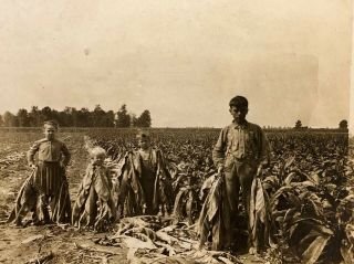 Antique C1900 Tobacco Farm Harvest Child Labor Family Photo