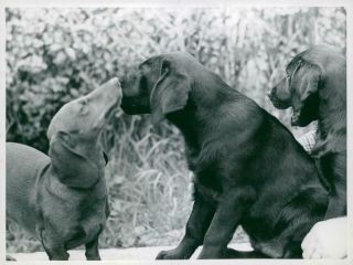 A Photograph Of Three Dog Dachshond.  - Vintage Photo