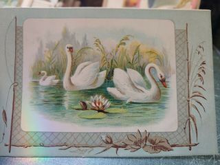 Vintage Early 1900s Postcards Swans The Village Express