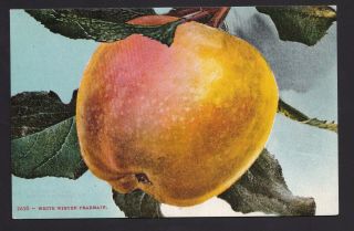 Old Vintage Postcard Of White Winter Pearmain Apple Fruit