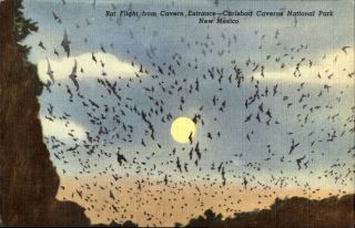 Bats Flying From Carlsbad Caverns National Park Mexico C1940s Postcard