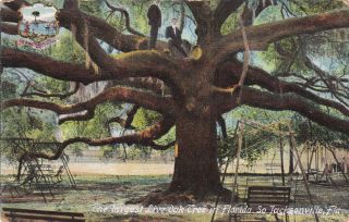 Jacksonville,  Florida,  00 - 10s ; Largest Live Oak Tree In Florida
