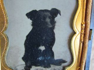 Small Dog With One Chest Spot Sitting On A Table Ambrotype Photo In Thermo Case