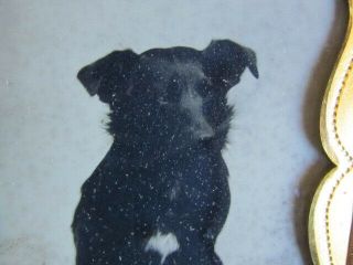 small dog with one chest spot sitting on a table ambrotype photo in thermo case 2