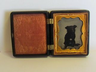 small dog with one chest spot sitting on a table ambrotype photo in thermo case 4