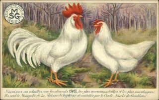 Chickens Bird Feed Smg Selections Maxima Gembloux Agriculture Farming Adv Pc