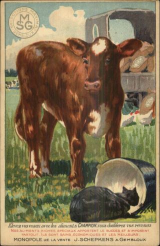 Calf Cow Cat Animal Feed J Schepkens Smg Selections Maxima Gembloux Postcard