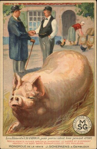 Hog Pig Animal Feed J Schepkens Smg Selections Maxima Gembloux Postcard