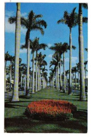 B0083 Royal Palms 1956 Post Card Postcard Naples Fl