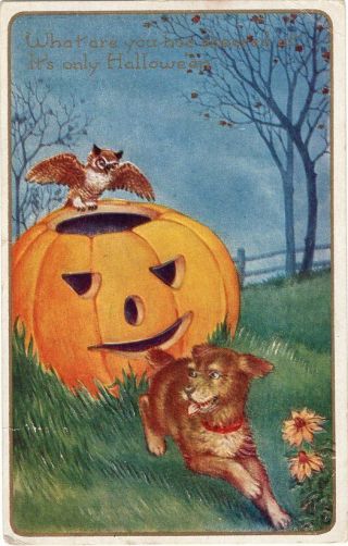 Halloween Postcard,  Published By Whitney,  Dog,  Jol,  Owl.