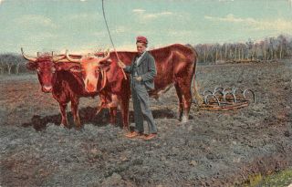 C21 - 7614,  Farmer,  With Cows.