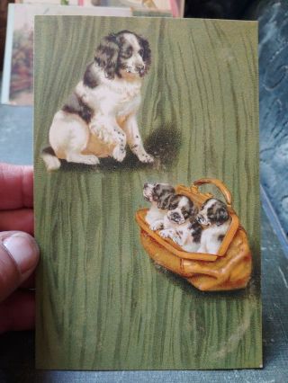 Vintage Early 1900s Postcard With Dog Puppys