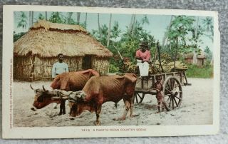 Puerto Rican Country Scene Postcard Color Tinted 1903 Detroit Photographic Co