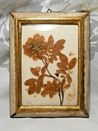 Small Vintage Framed Dried Pressed Flower Picture Wall Decor Signed Ruddy