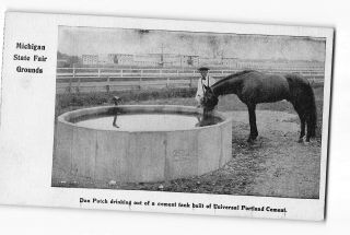 Michigan State Fair Grounds Postcard 1901 - 1907 Horse Dan Patch Drinking
