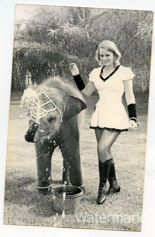 B/w 5x8 Photo Circus Elephant And Lady 2
