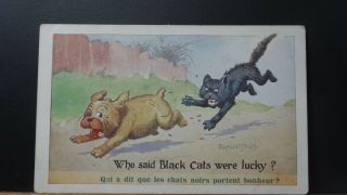 Ww1 Donald Mcgill Comic Postcard: Lucky Black Cat & Dog Theme